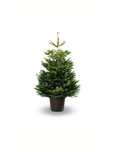 SAPIN EN POT DE CULTURE 100/125 - EPICEA