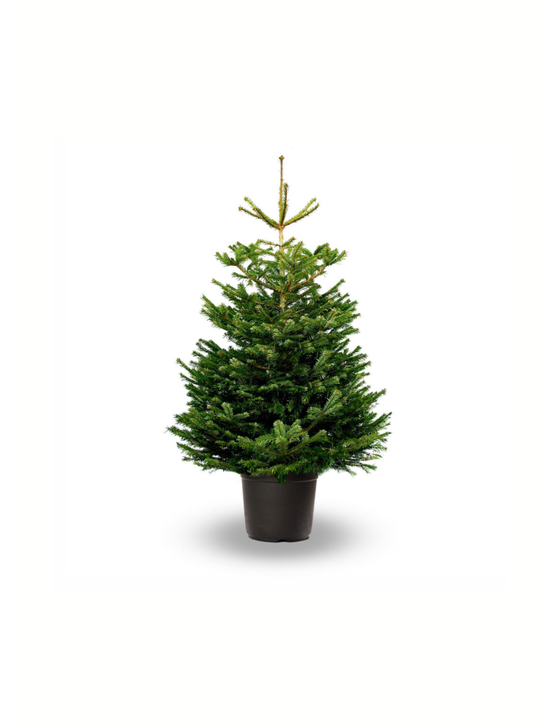  SAPIN EN POT DE CULTURE 100/125 - EPICEA