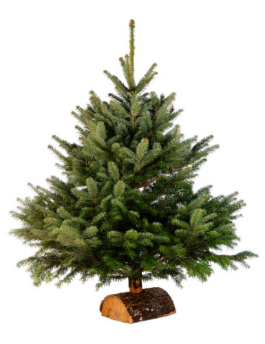 SAPIN DE NOËL NORDMANN 100/125 Ø40