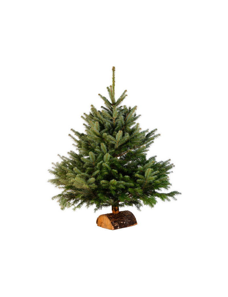  SAPIN DE NOËL NORDMANN 100/125 Ø40