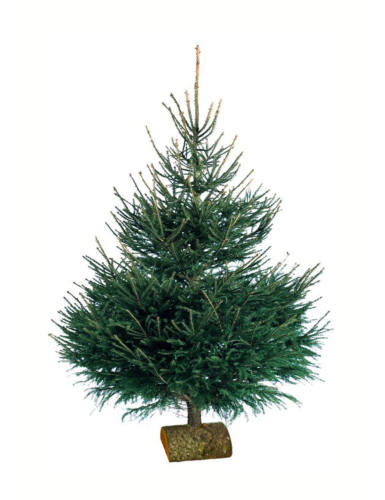 SAPIN DE NOËL ÉPICÉA 150/200 Ø50